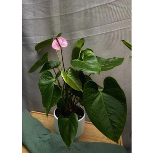 Антуриум Кавалли