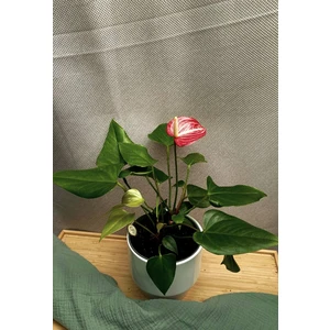 Антуриум Ливиум Ред