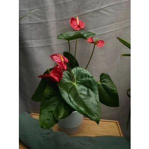 Антуриум Мадурал