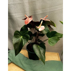 Антуриум Рейнбоу Чемпион