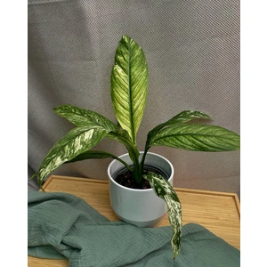 Спатифиллум Сенсация вариегатная