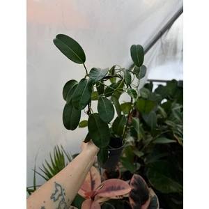 Стефанотис