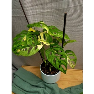 Монстера Адансона вариегатная (Japanse Tricolor)