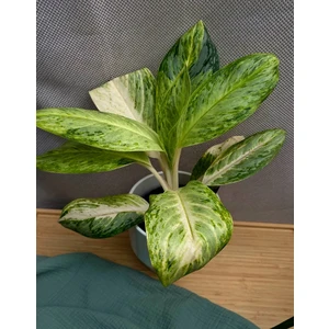 Аглаонема Арктик Лайм