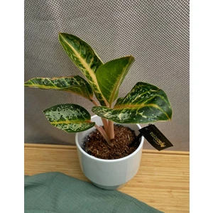 Аглаонема Оранж Флейм