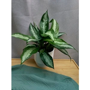 Аглаонема Паттая Бьюти