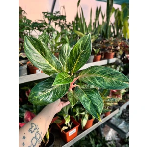 Аглаонема Пич Перл