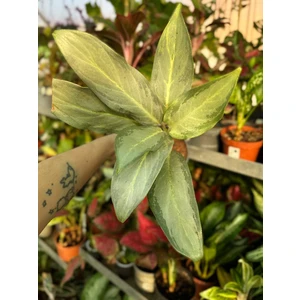 Аглаонема Призрак