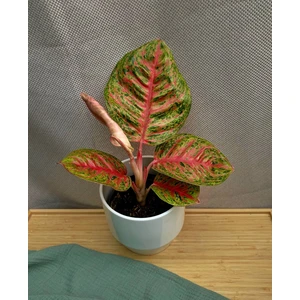 Аглаонема Ред Балун