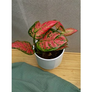 Аглаонема Ред Валентин