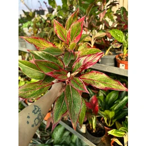 Аглаонема Сиам Аврора