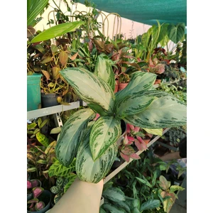 Аглаонема Сильвер Бэй