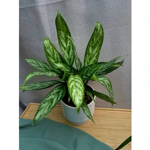 Аглаонема Сильвер Квин