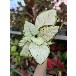 Аглаонема Супер Вайт