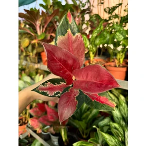 Аглаонема Таиланд Рэд