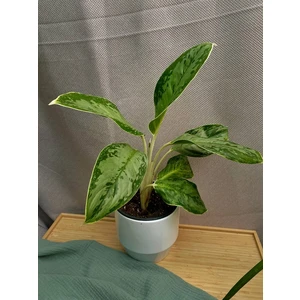 Аглаонема Чинто Квин