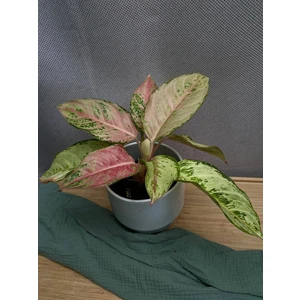 Аглаонема Шартрез Прити