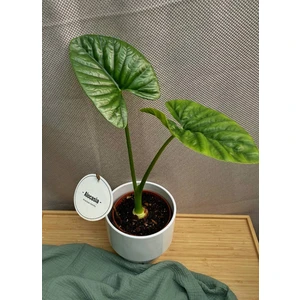 Алоказия Лукиван (Lukiwan)