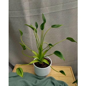 Алоказия Тини Дансер (Tiny Dancer)