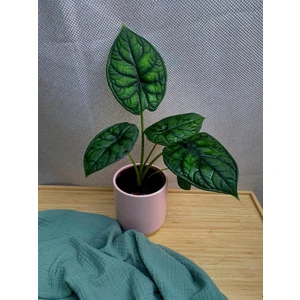 Алоказия Эйджиз (Aegis)