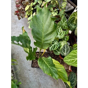 Антуриум Бёрднест (crassinervium Birdnest)