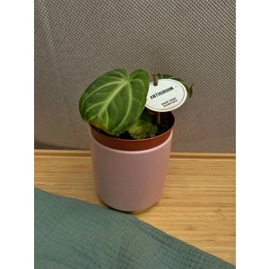 Антуриум Вилленаорум (Villenaorum)