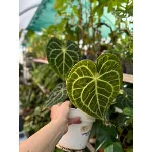 Антуриум Кларинервиум