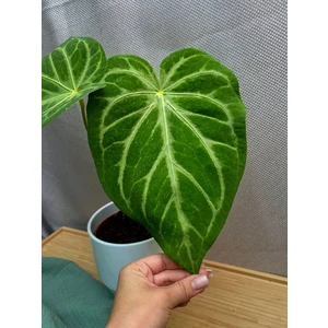 Антуриум Магнификум