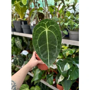 Антуриум Форгетти (Forgetii)