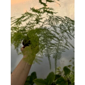 Аспарагус Сетацеус