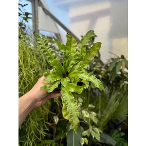 Асплениум Криспи Вейв