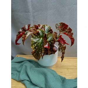 Бегония кейн Краклин роуз (Cracklin rosea)