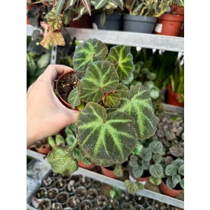 Бегония Рекс Соли Мутата