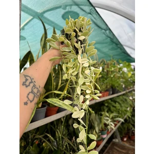 Дисхидия Вайт Даймонд