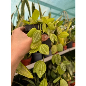 Дисхидия Мелон