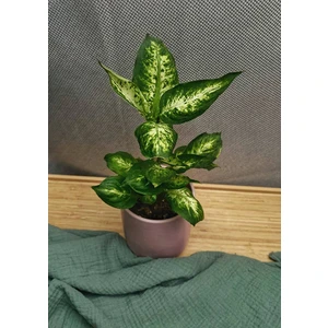 Диффенбахия Ами