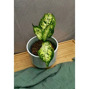 Диффенбахия Компакта