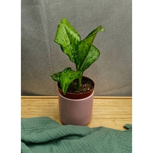 Диффенбахия Крокодил (Crocodile)