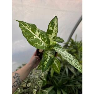 Диффенбахия Марс