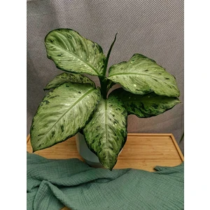 Диффенбахия Сноуфол