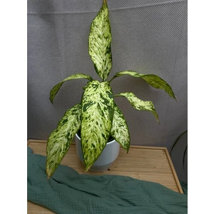 Диффенбахия Стар Брайт (Звездное Сияние)