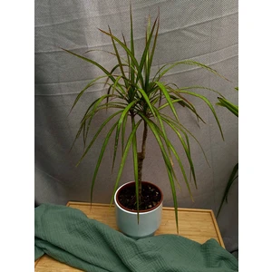 Драцена Маргината