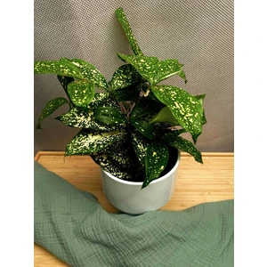 Драцена Годсефа Флорида Бьюти