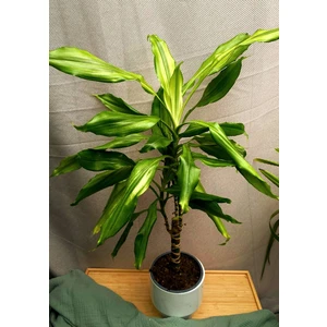 Драцена Елоу Кост