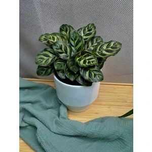 Калатея Макояна (Макоя)