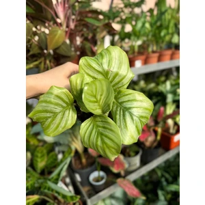 Калатея Орбифолия