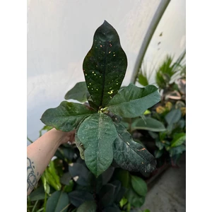 Кодиеум (кротон) Магнифисент