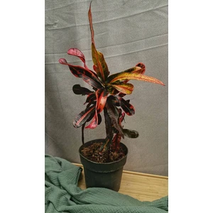 Кодиеум (кротон) Мамми