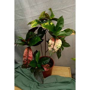 Кодиеум (кротон) миссис Айстон