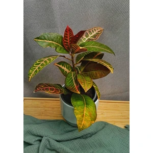 Кодиеум (кротон) Петра